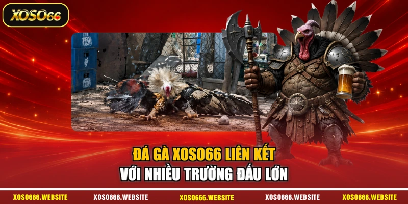 Đá gà XOSO66 liên kết với nhiều trường đấu lớn